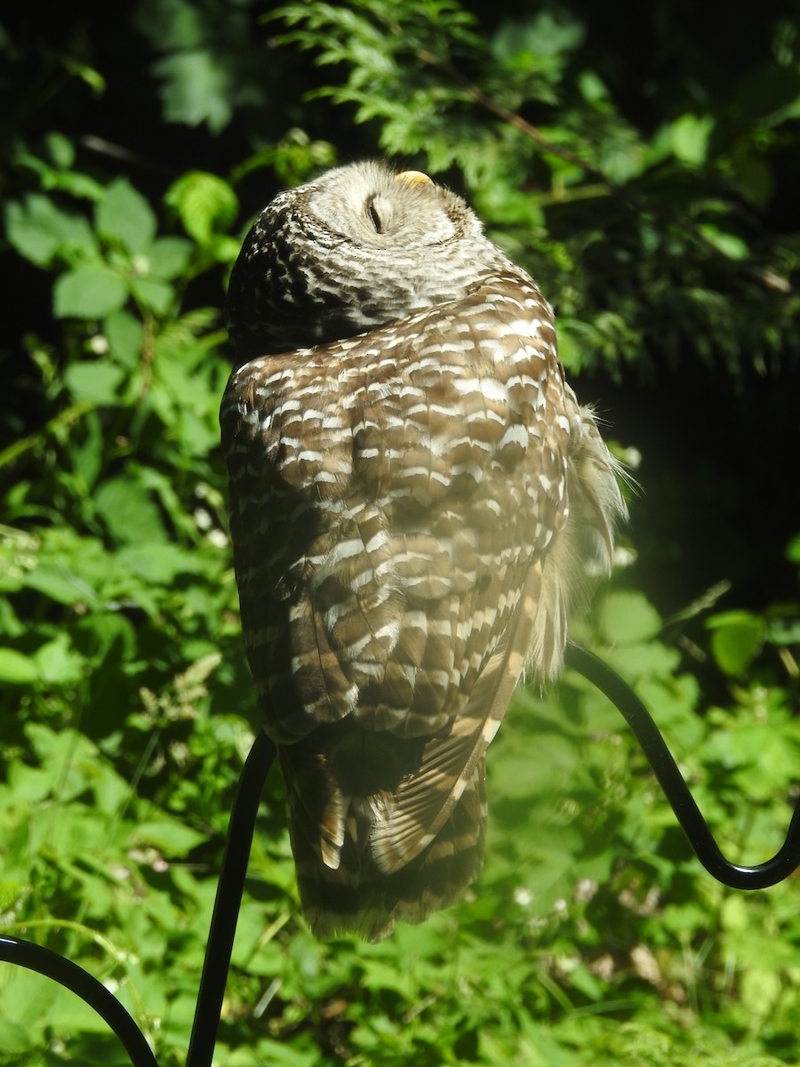 Barred Owl - ML638558326