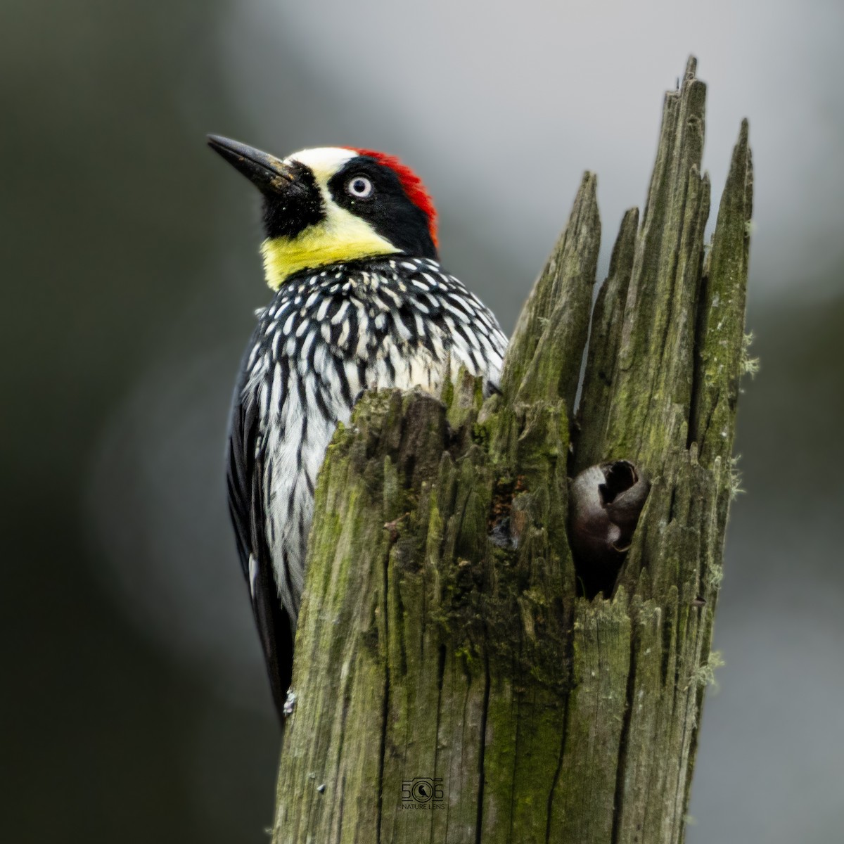 Acorn Woodpecker - ML638558328