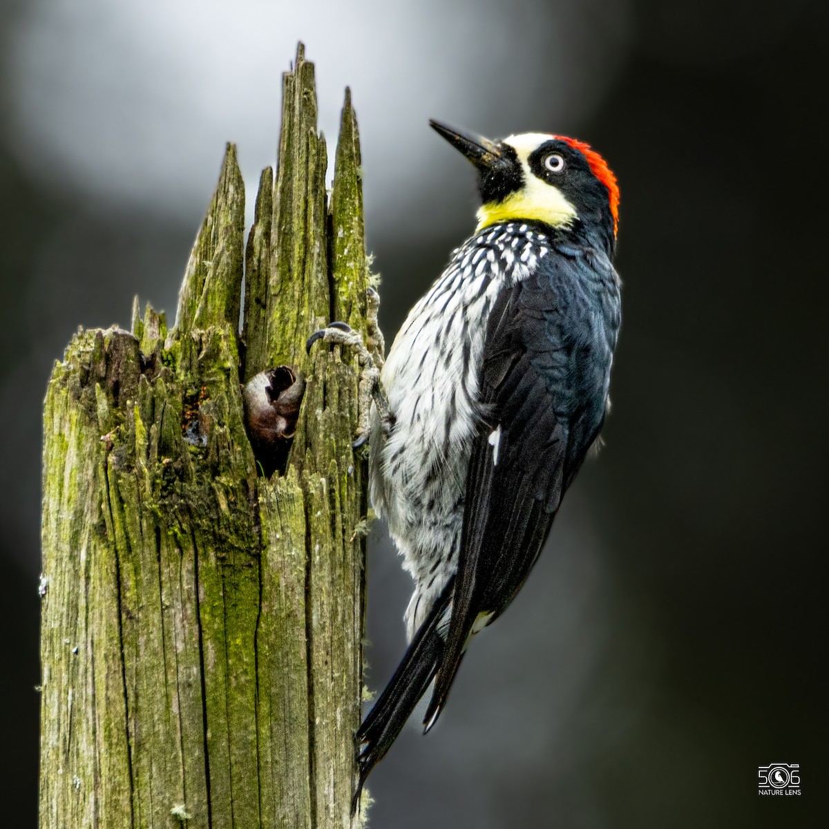 Acorn Woodpecker - ML638558330