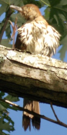 brunspottefugl - ML638558341