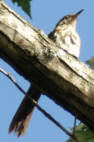 brunspottefugl - ML638558342