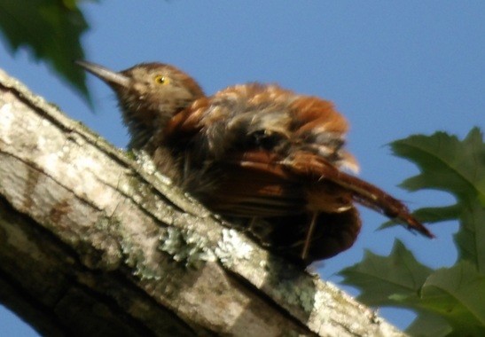 brunspottefugl - ML638558343
