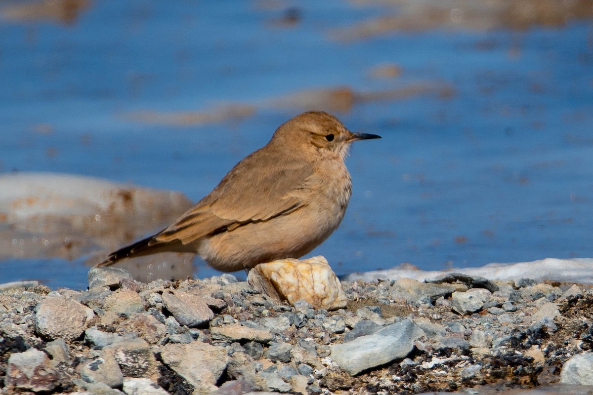 Creamy-rumped Miner - ML638558360