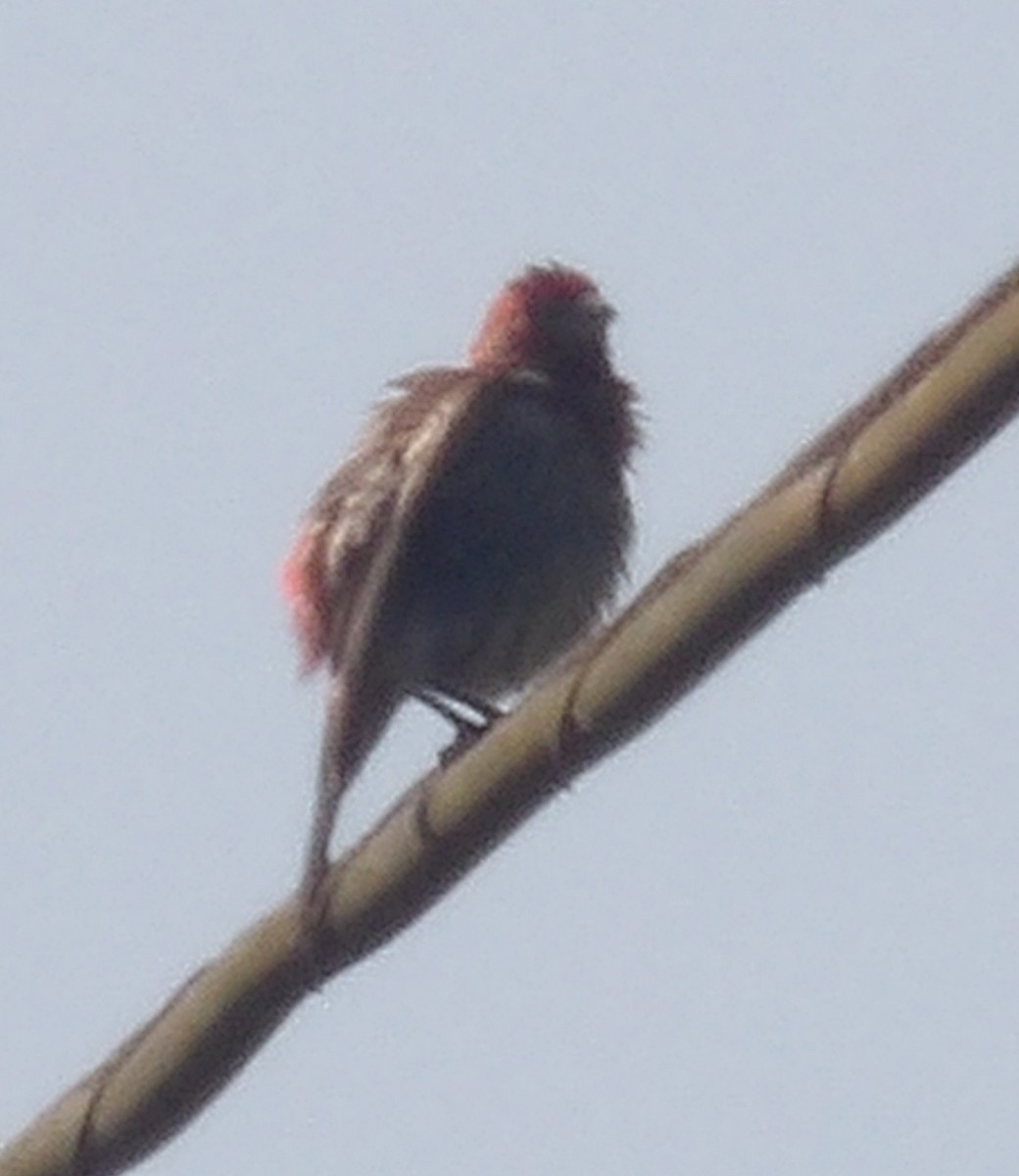 House Finch - ML638558363