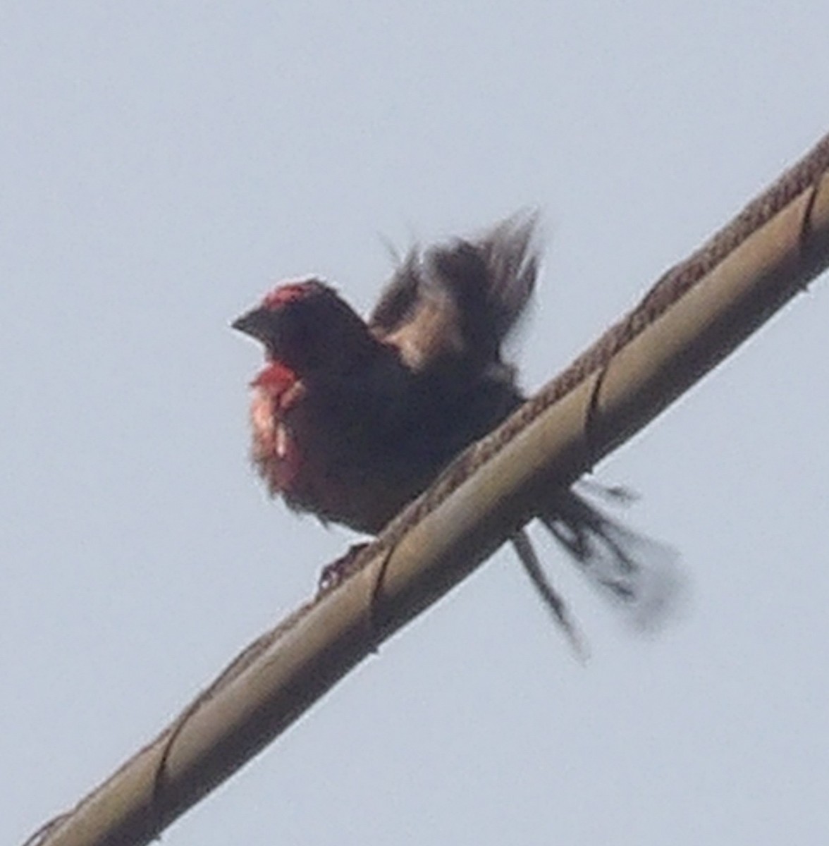 House Finch - ML638558364