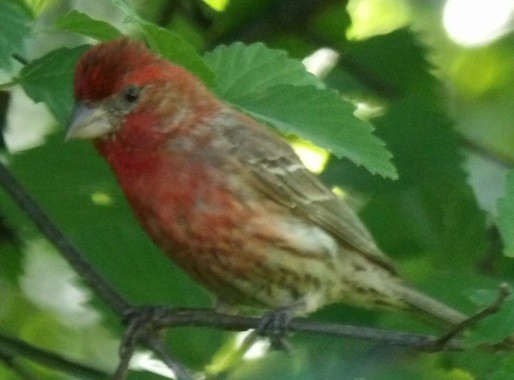 House Finch - ML638558365