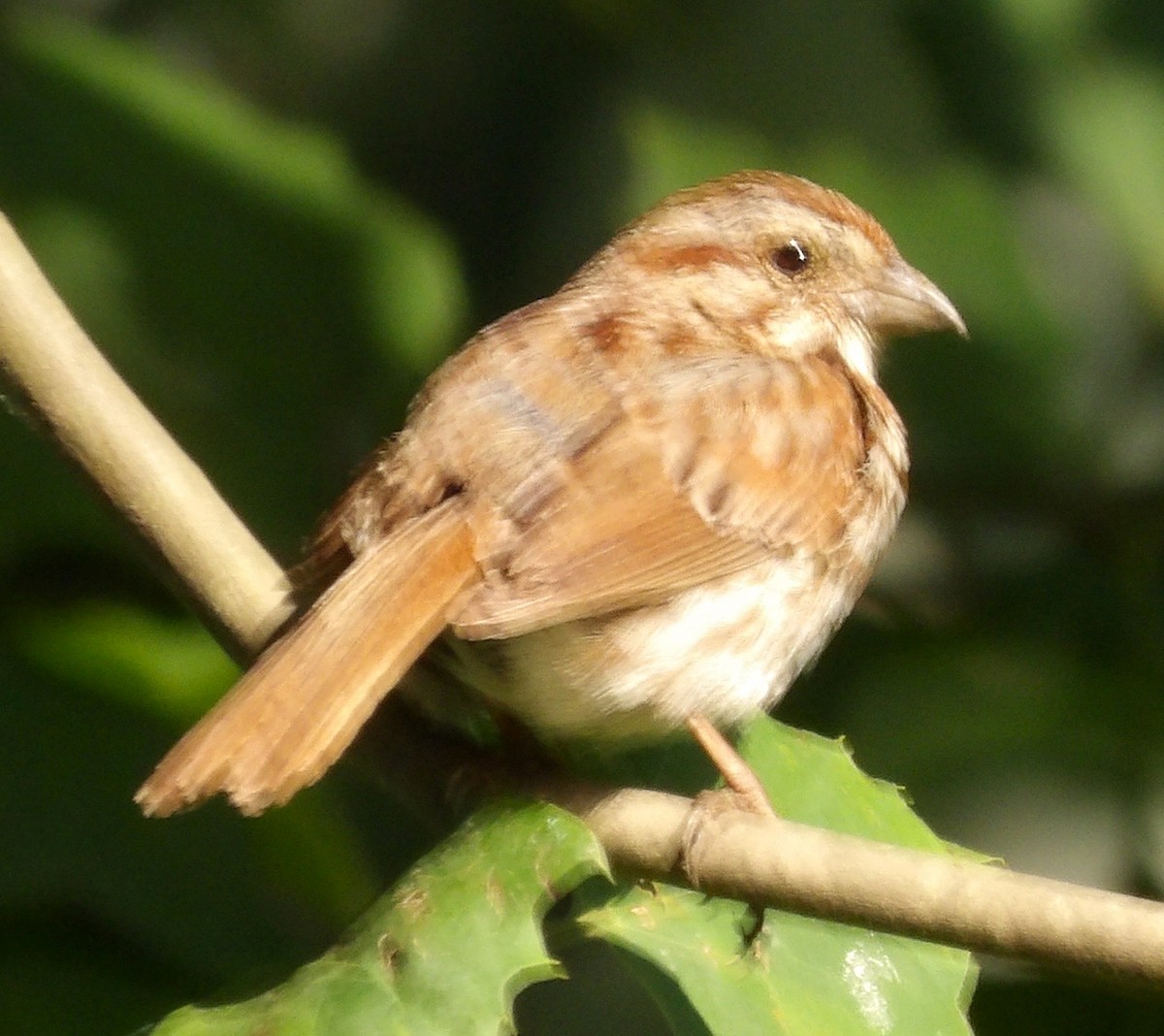Song Sparrow - ML638558371