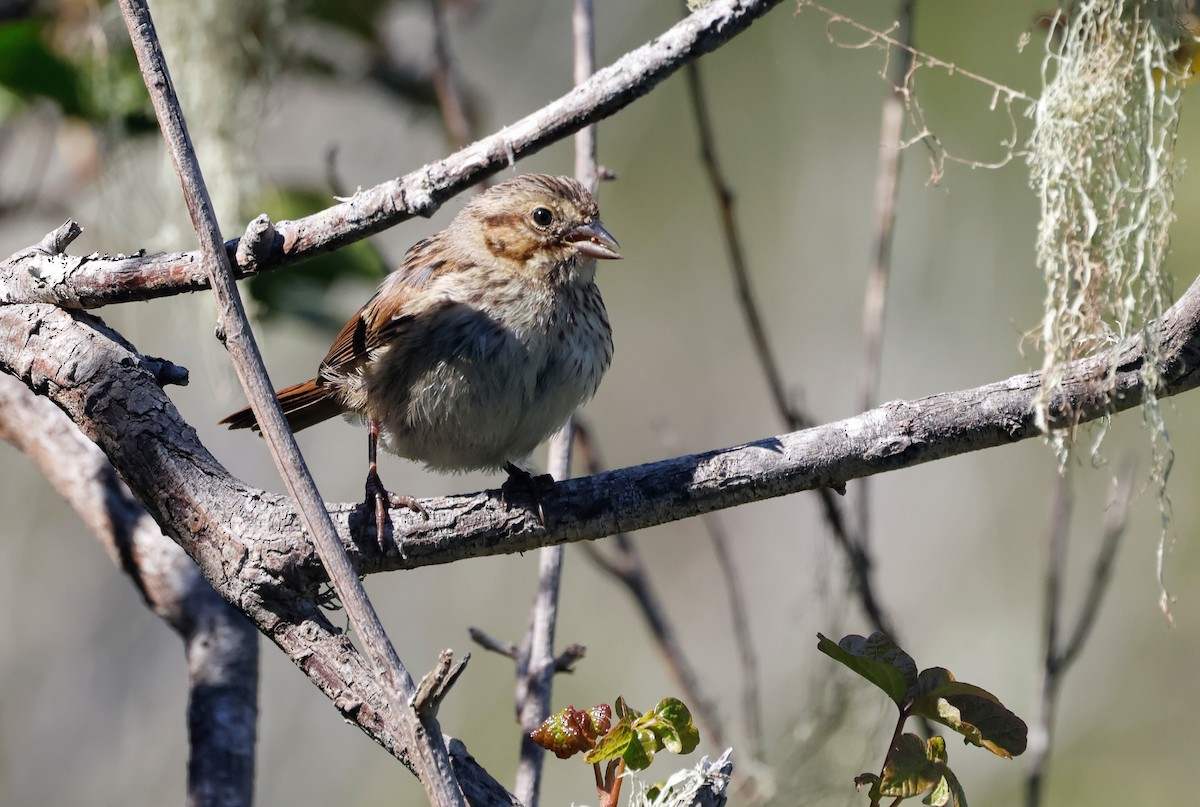 Song Sparrow - ML638558383