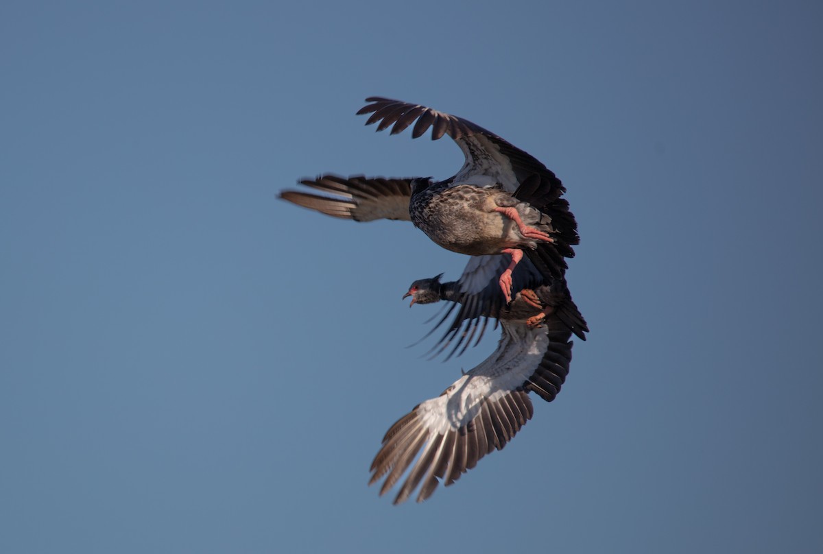Southern Screamer - ML638558385