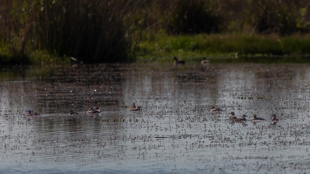 Masked Duck - ML638558392