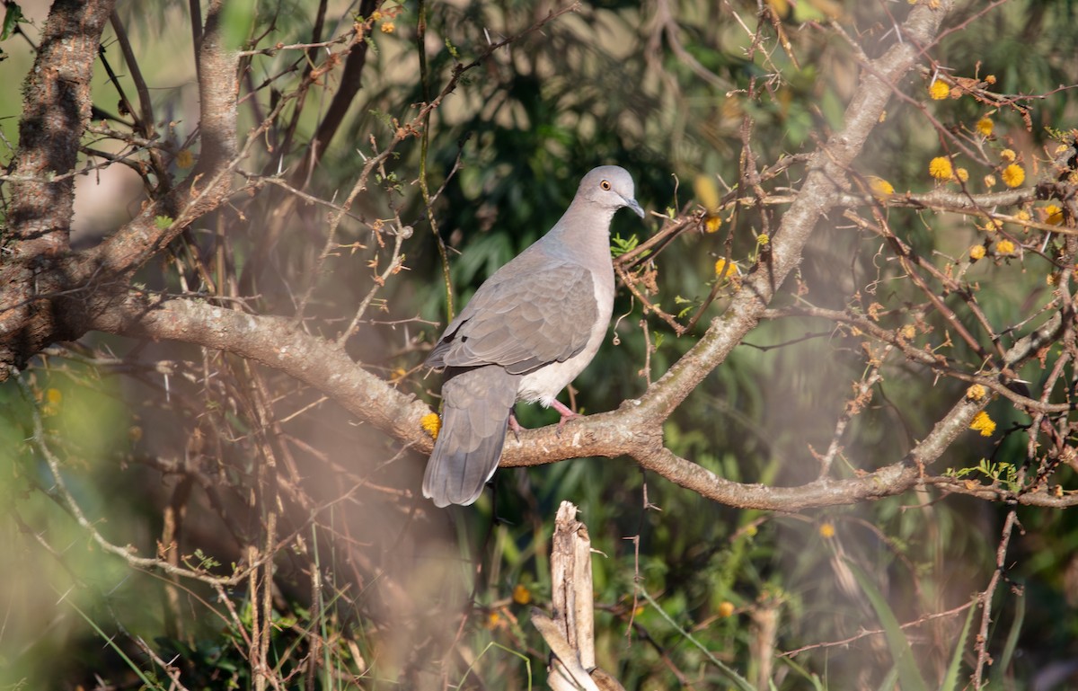 White-tipped Dove - ML638558399