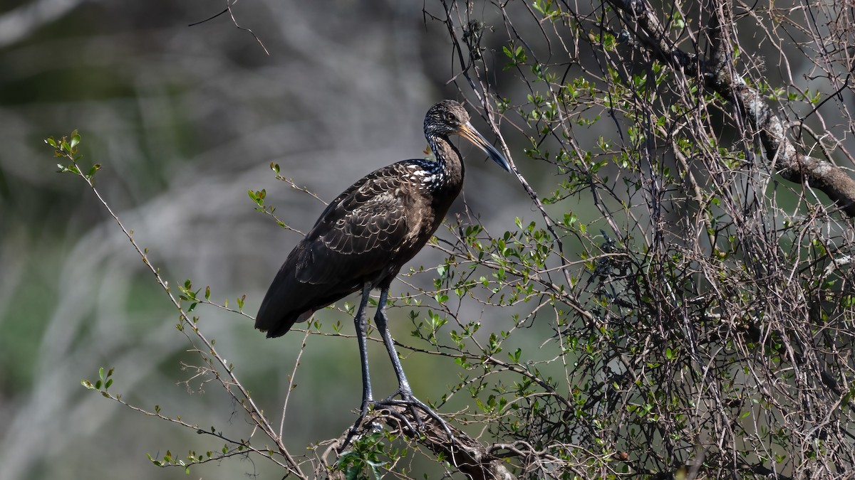Limpkin - ML638558404