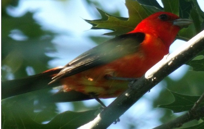 Scarlet Tanager - ML638558406