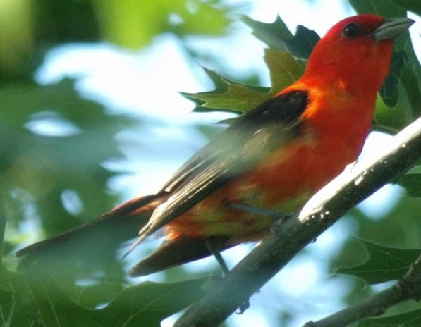 Scarlet Tanager - ML638558407