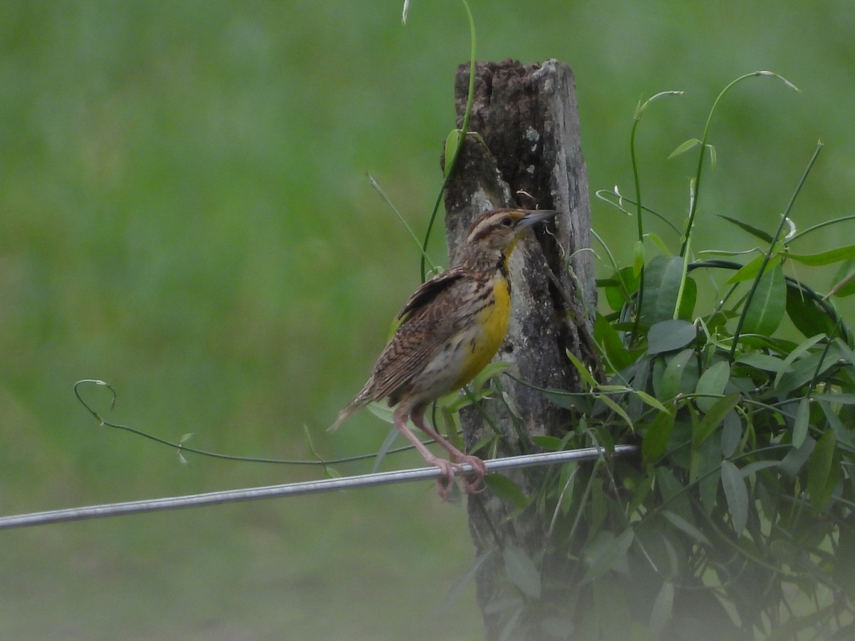 Eastern Meadowlark - ML638558410