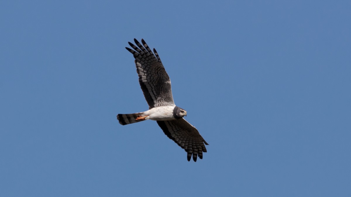 Long-winged Harrier - ML638558411