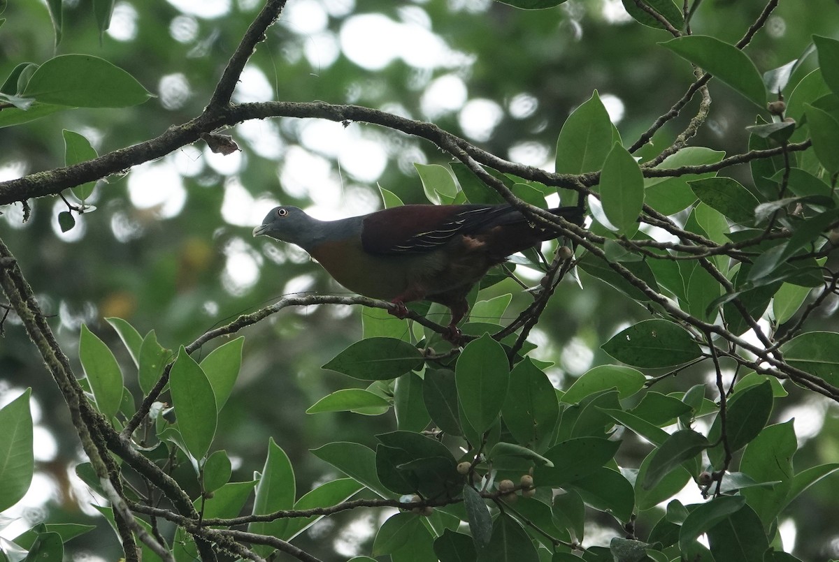 Little Green-Pigeon - ML638558412