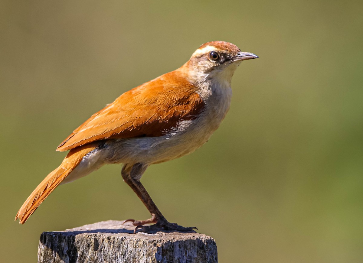 Wing-banded Hornero - ML638558413