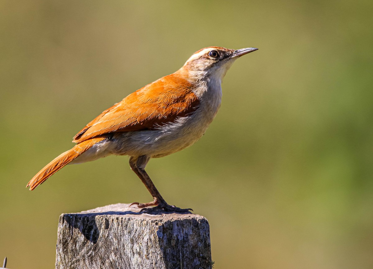 Wing-banded Hornero - ML638558414