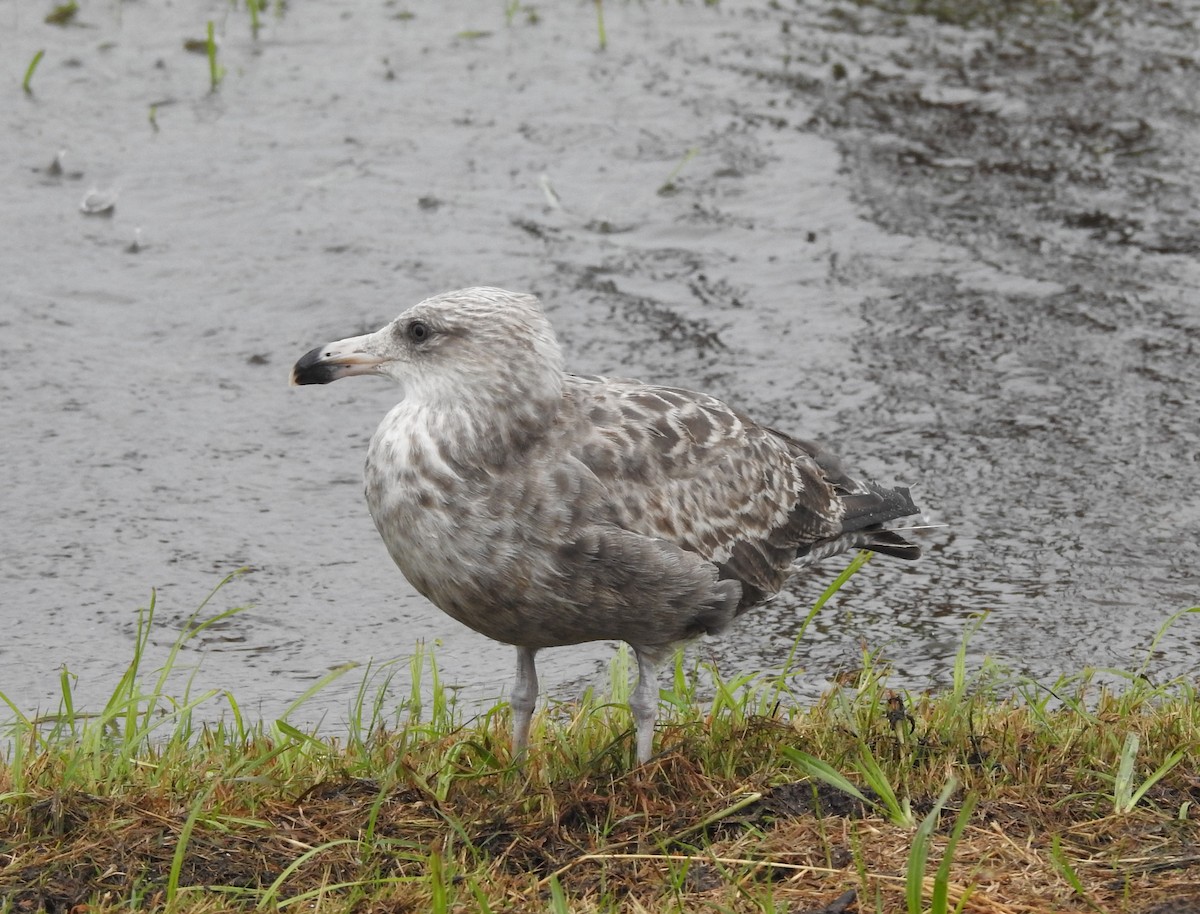 American Herring Gull - ML638558416