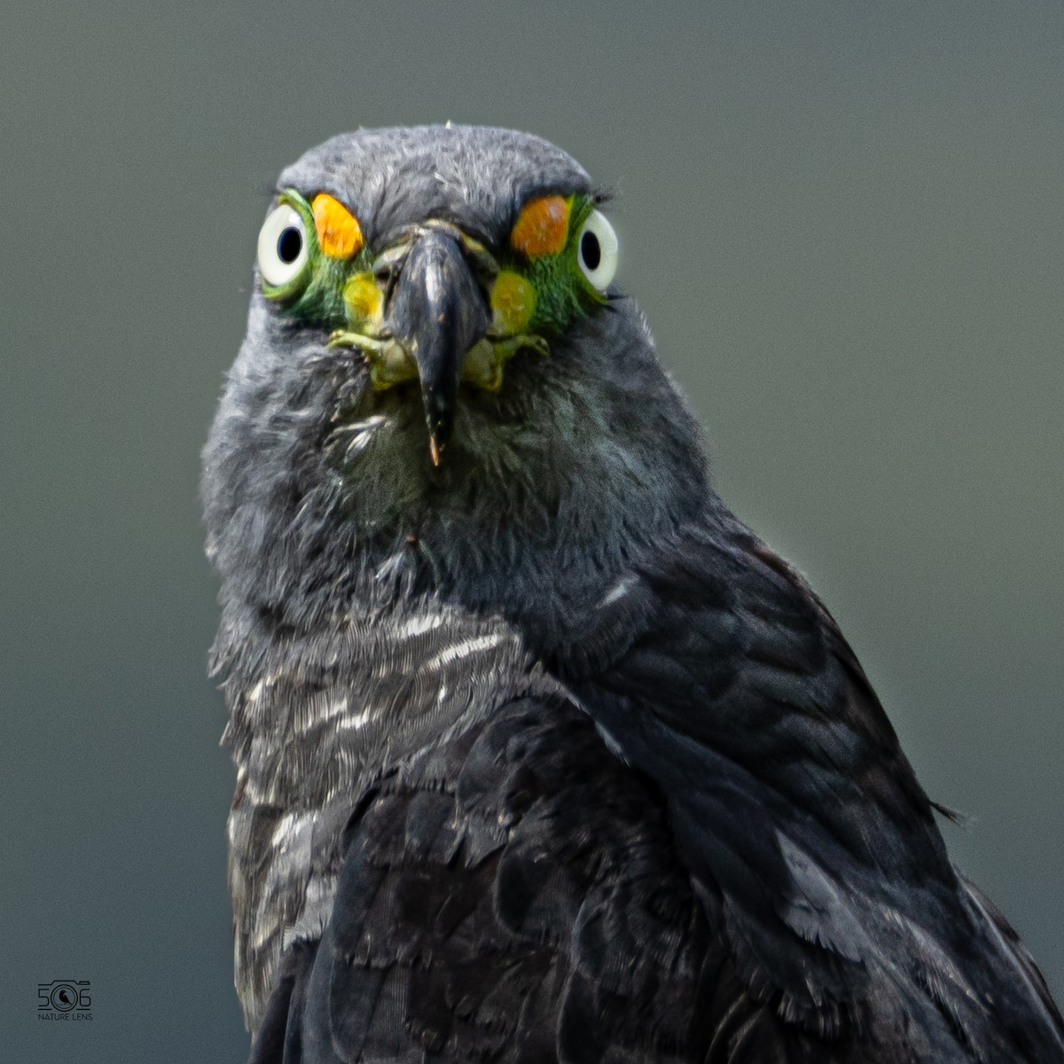 Hook-billed Kite - ML638558417