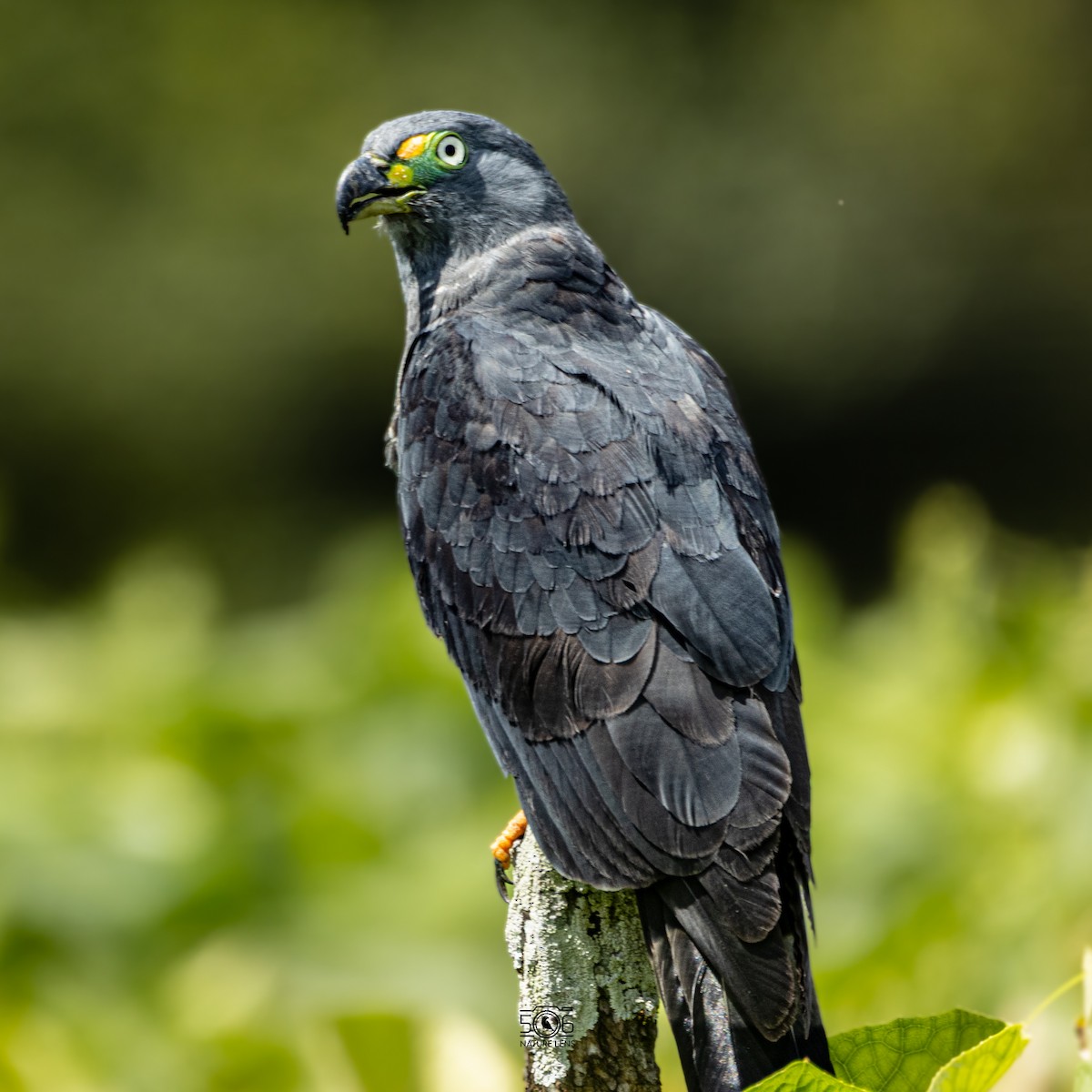 Hook-billed Kite - ML638558418