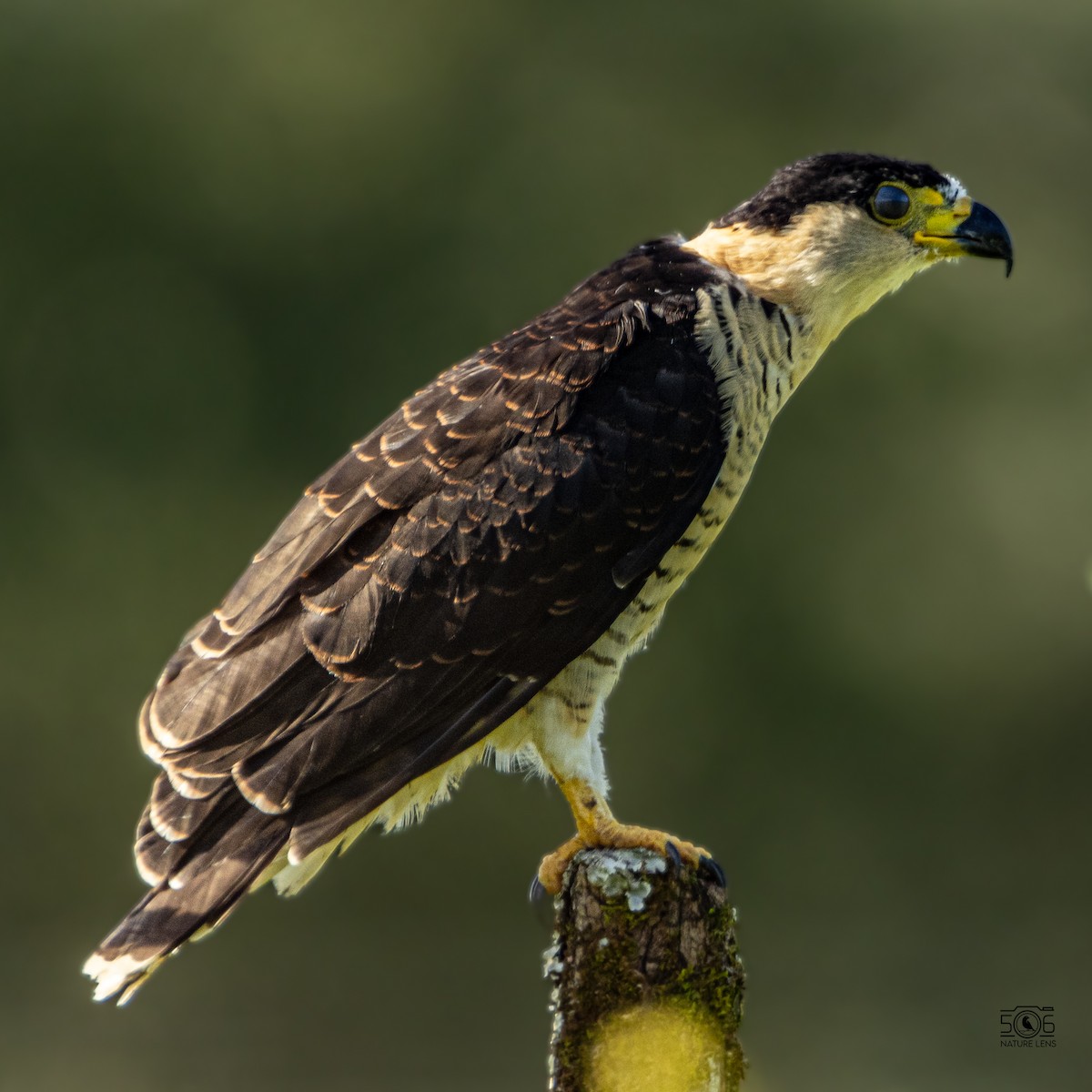 Hook-billed Kite - ML638558419