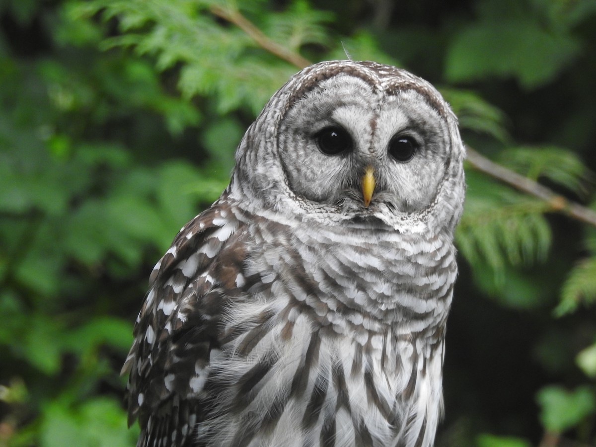 Barred Owl - ML638558420
