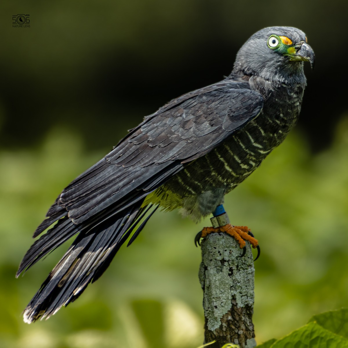 Hook-billed Kite - ML638558421
