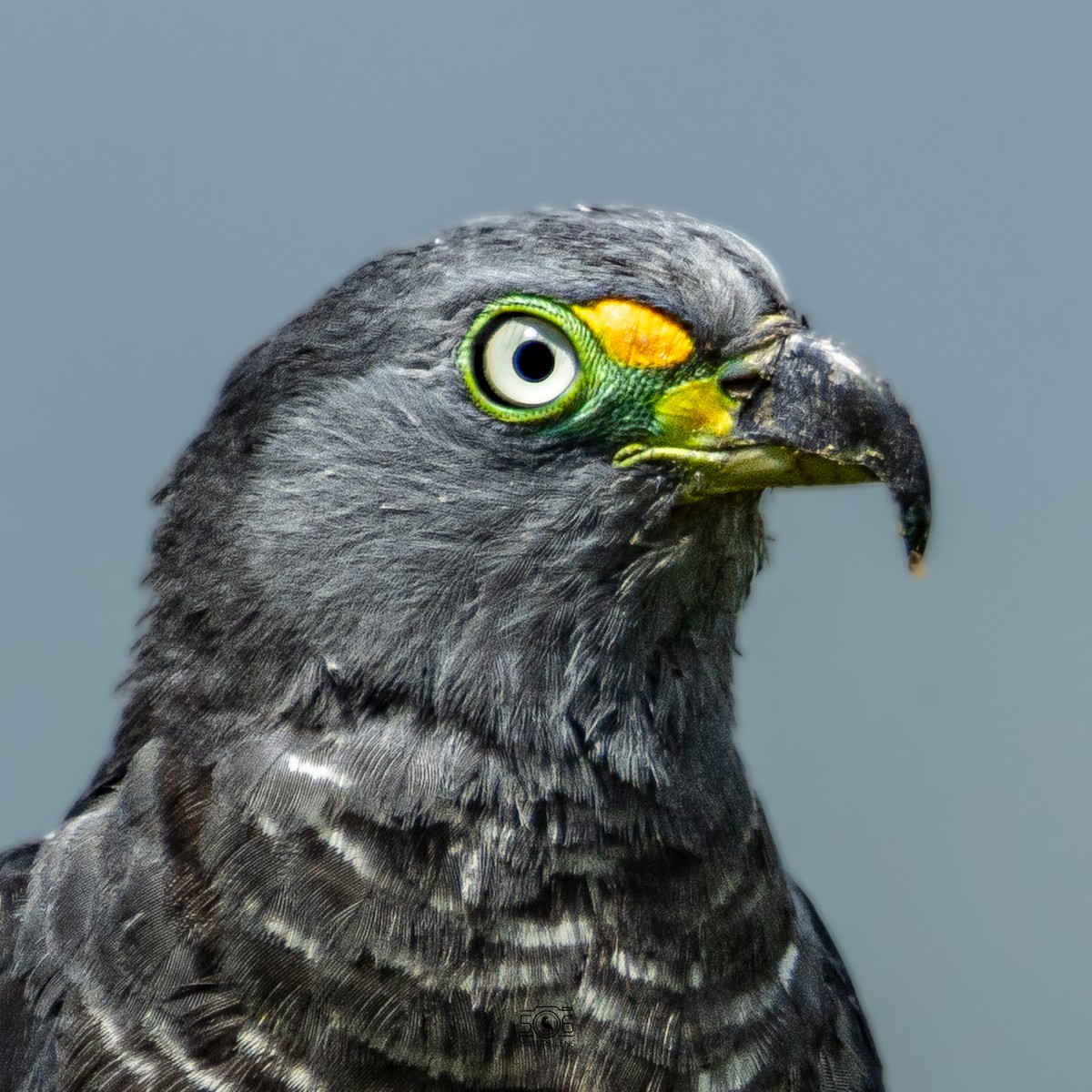 Hook-billed Kite - ML638558422