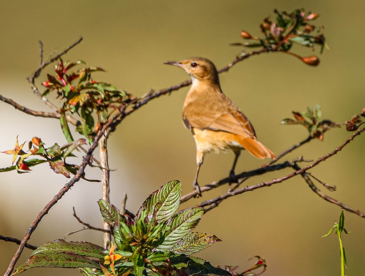 Rufous Hornero - ML638558423