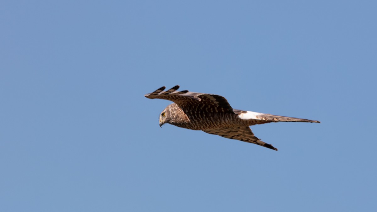 Cinereous Harrier - ML638558424