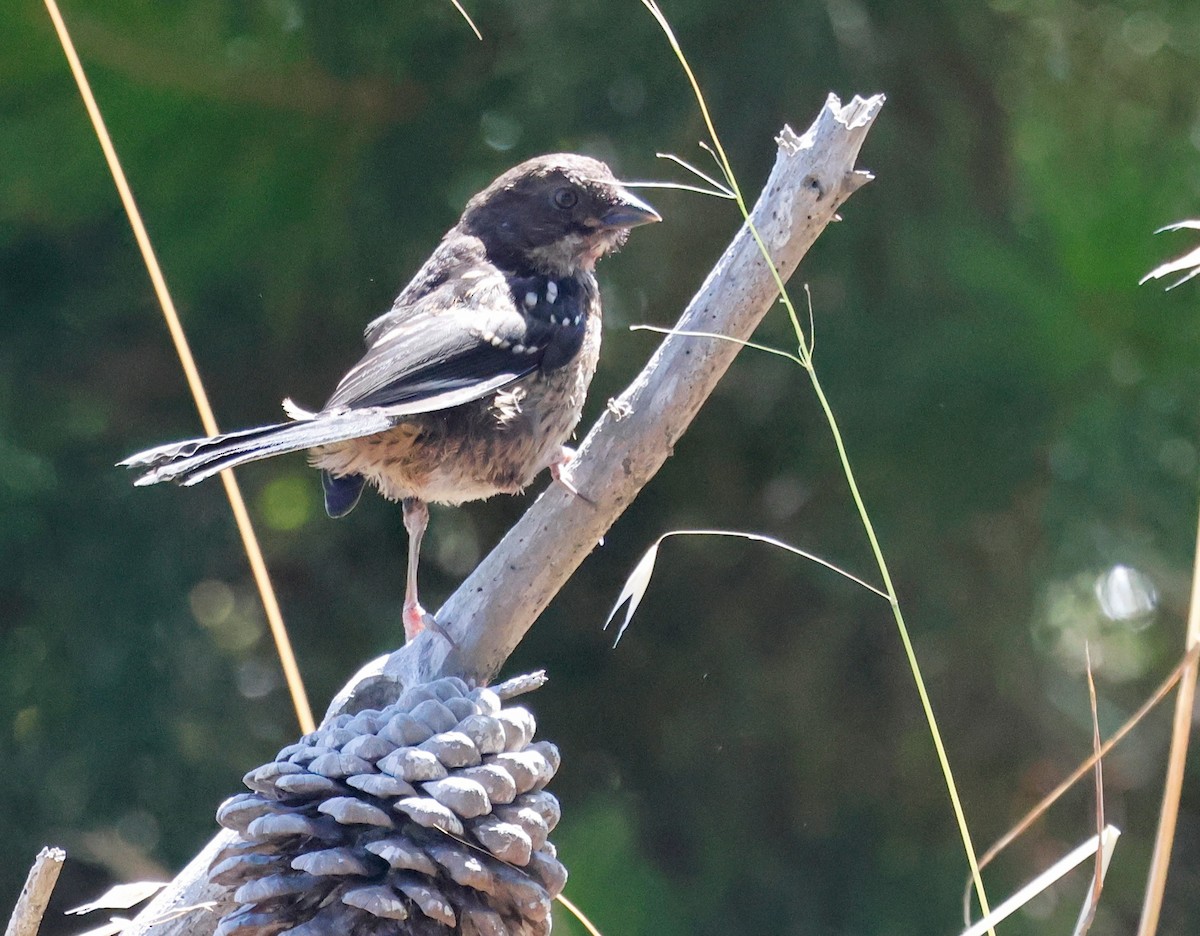 Spotted Towhee - ML638558425