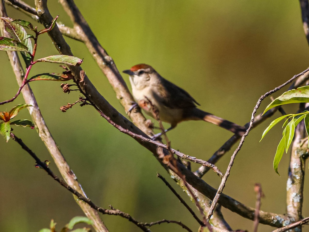 Rufous-fronted Thornbird - ML638558426