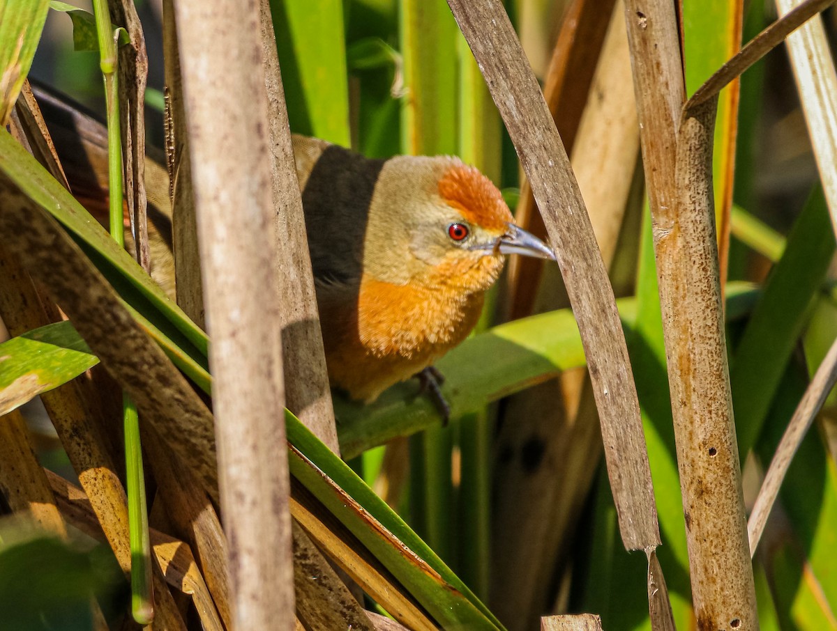 Orange-breasted Thornbird - ML638558428