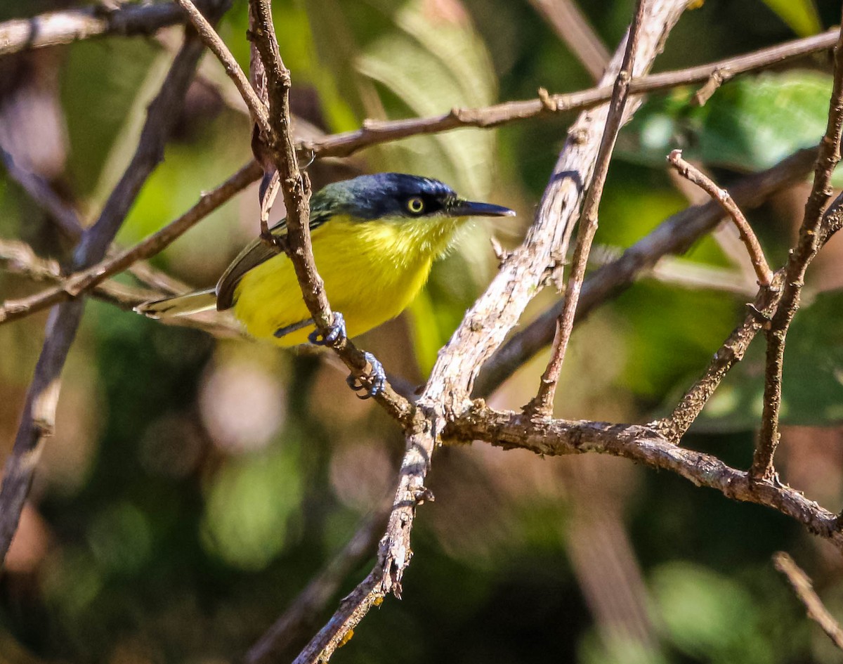 Common Tody-Flycatcher - ML638558431