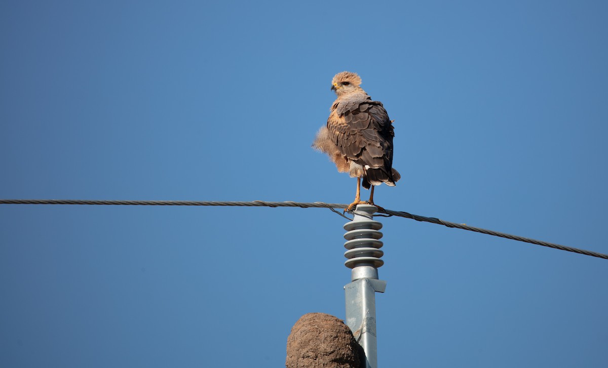 Savanna Hawk - ML638558432