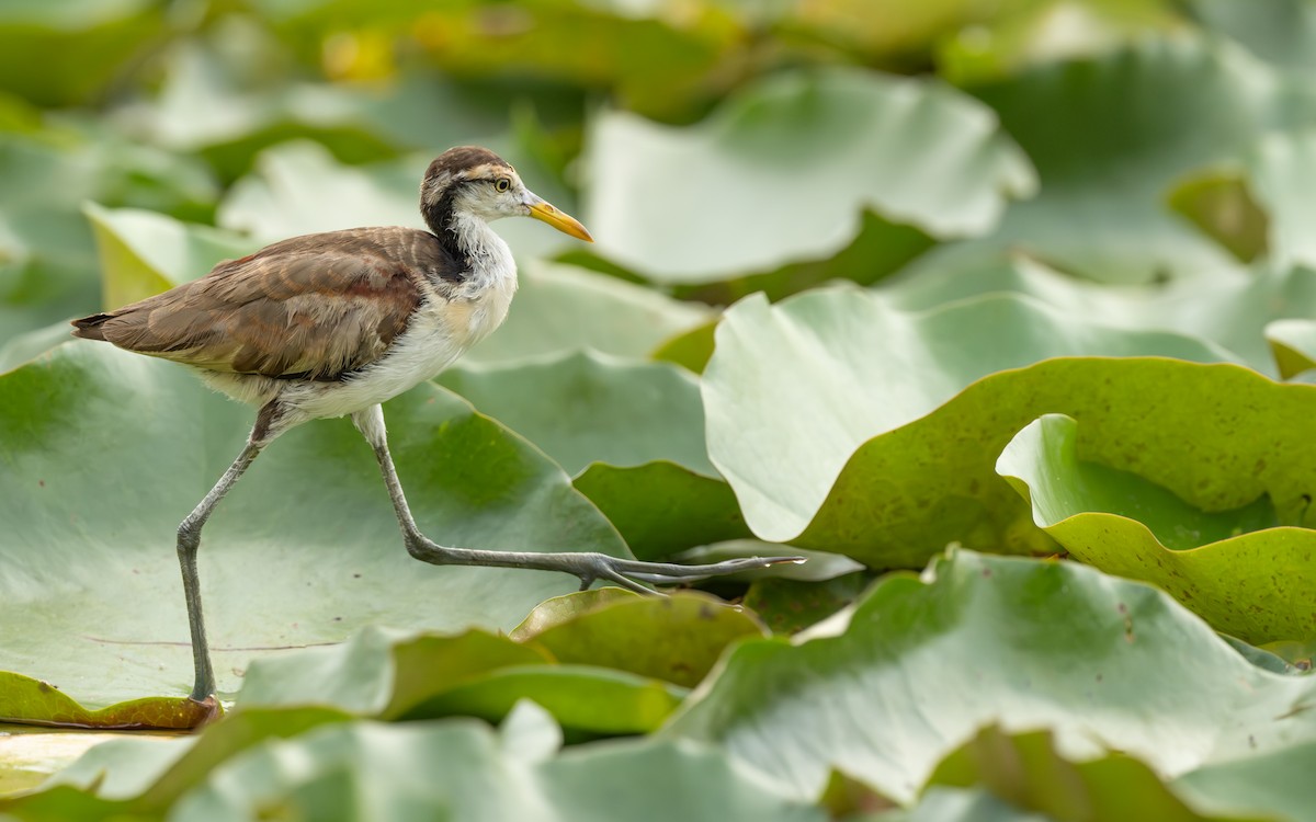 Northern Jacana - ML638558436