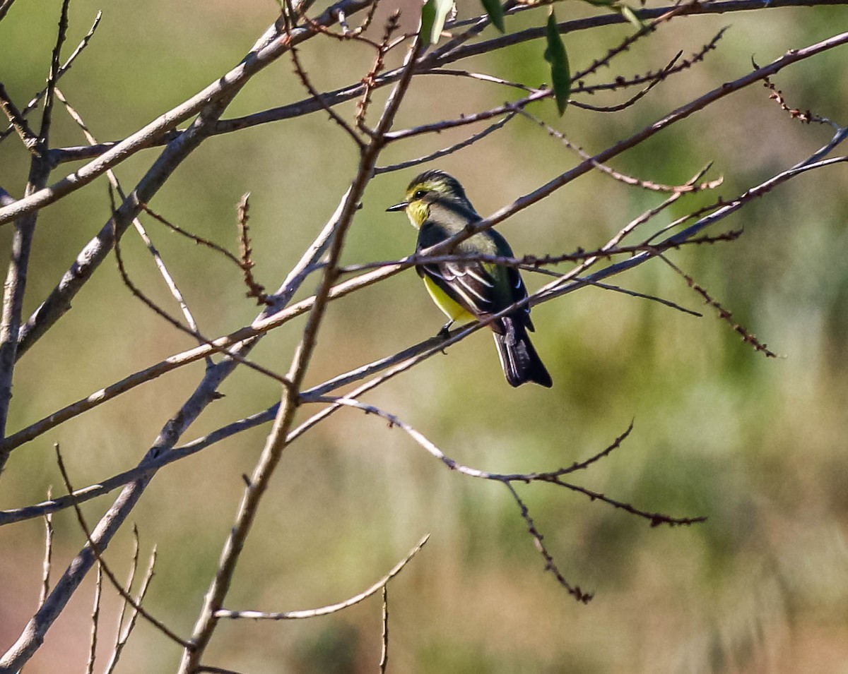 Yellow-browed Tyrant - ML638558439