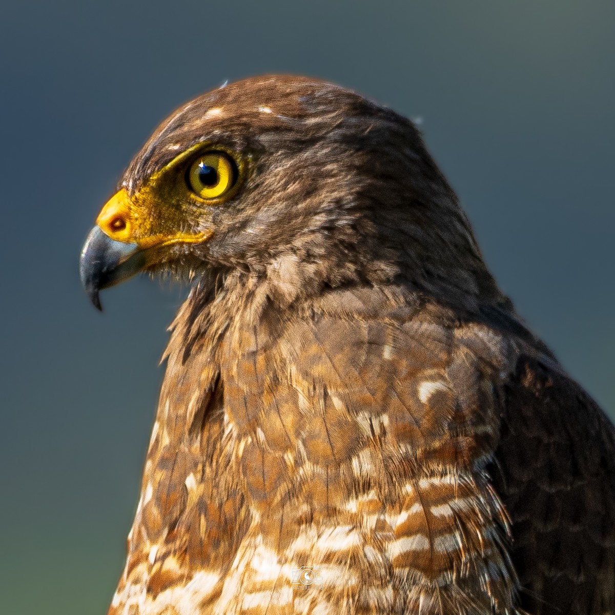 Roadside Hawk - ML638558440