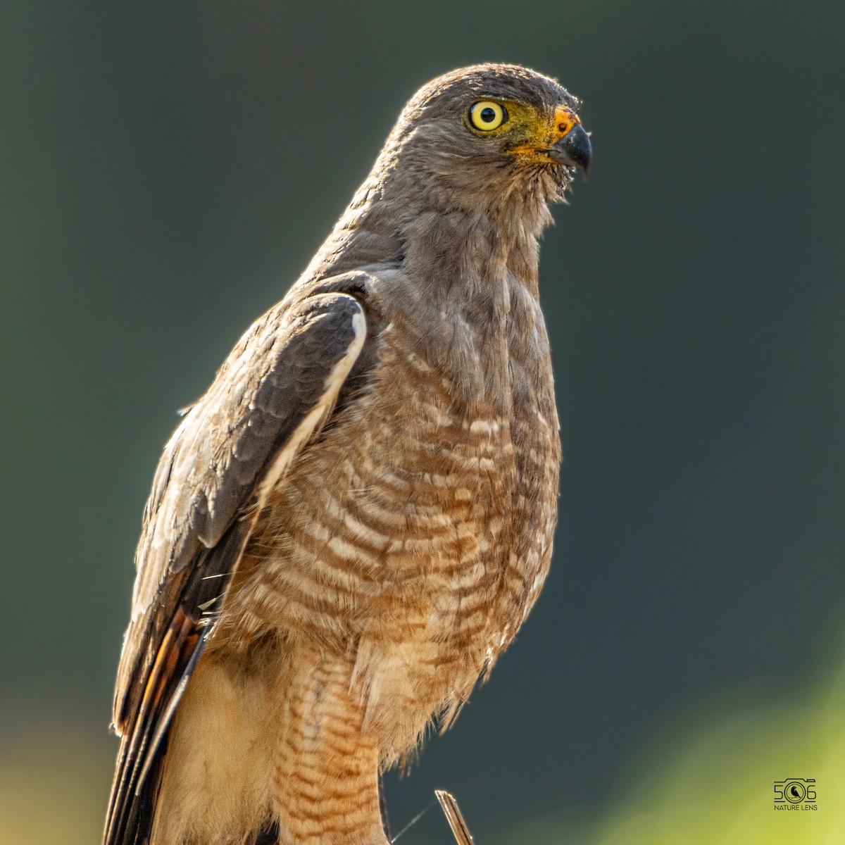 Roadside Hawk - ML638558441