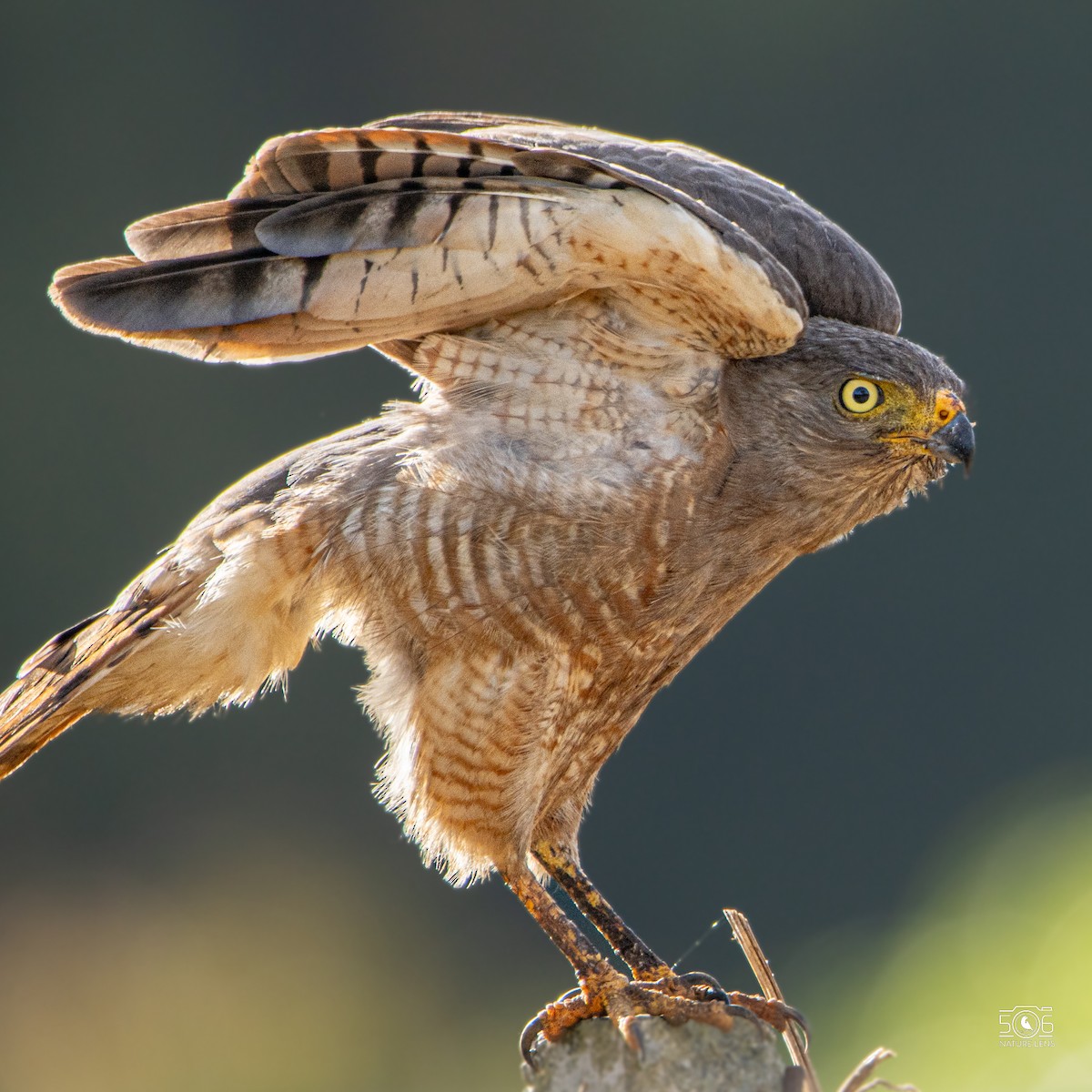 Roadside Hawk - ML638558442