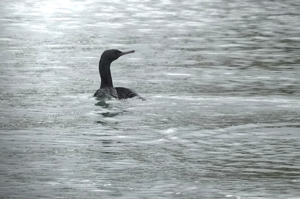 Pelagic Cormorant - ML638558444
