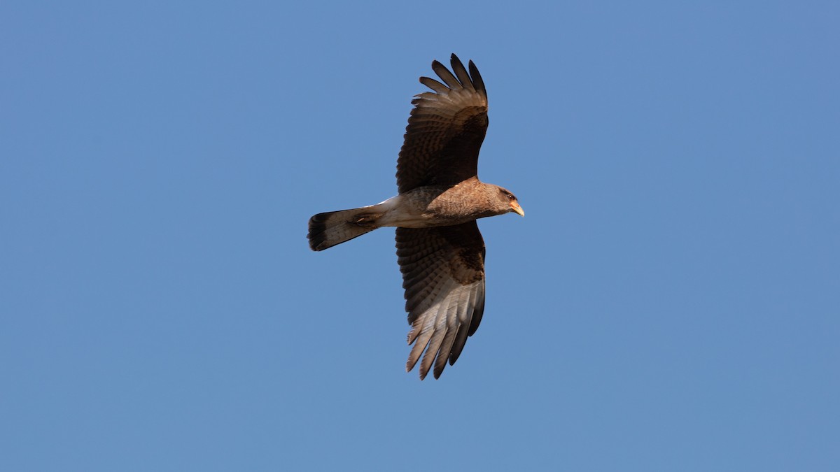 Chimango Caracara - ML638558447
