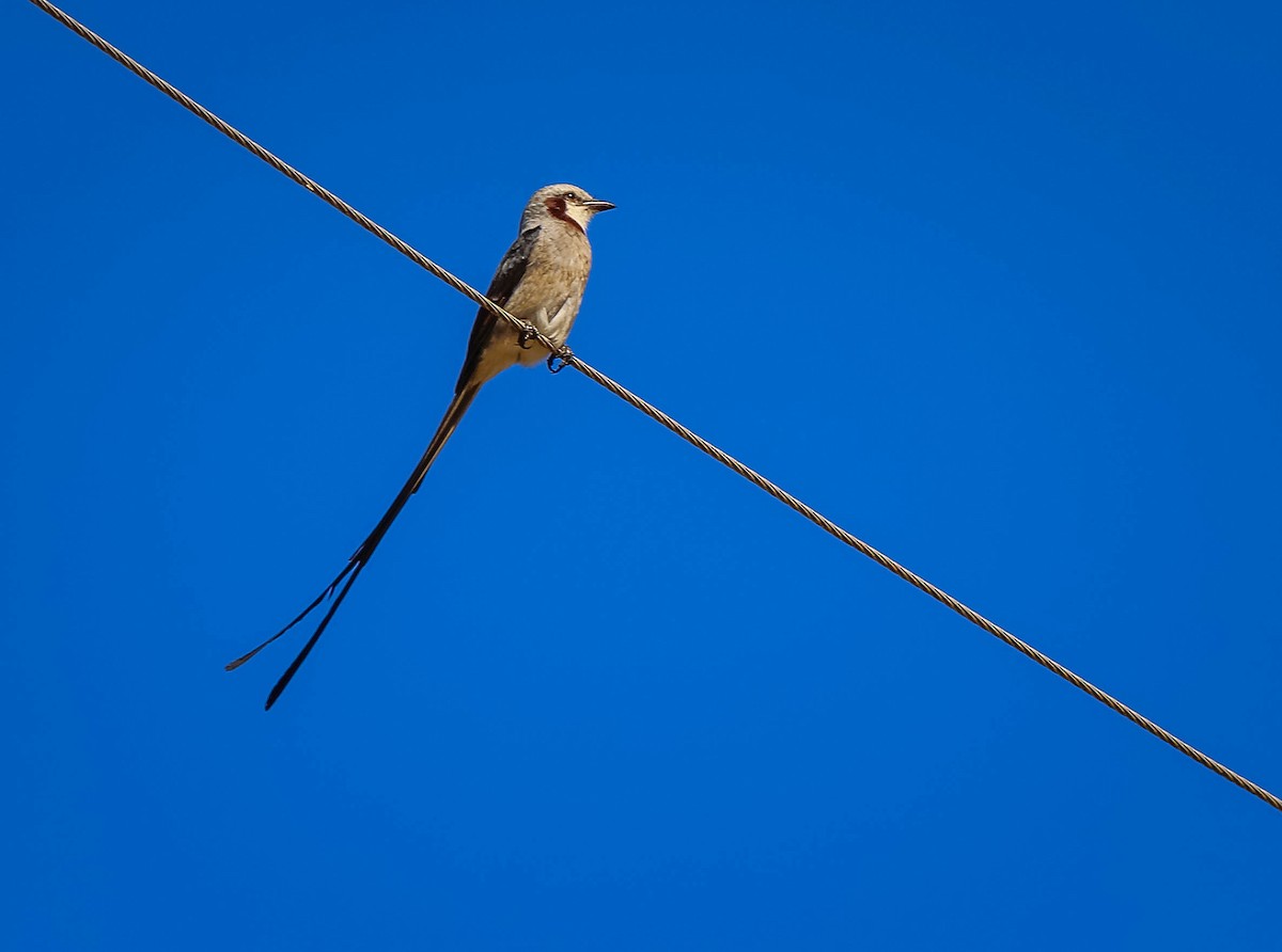 Streamer-tailed Tyrant - ML638558448