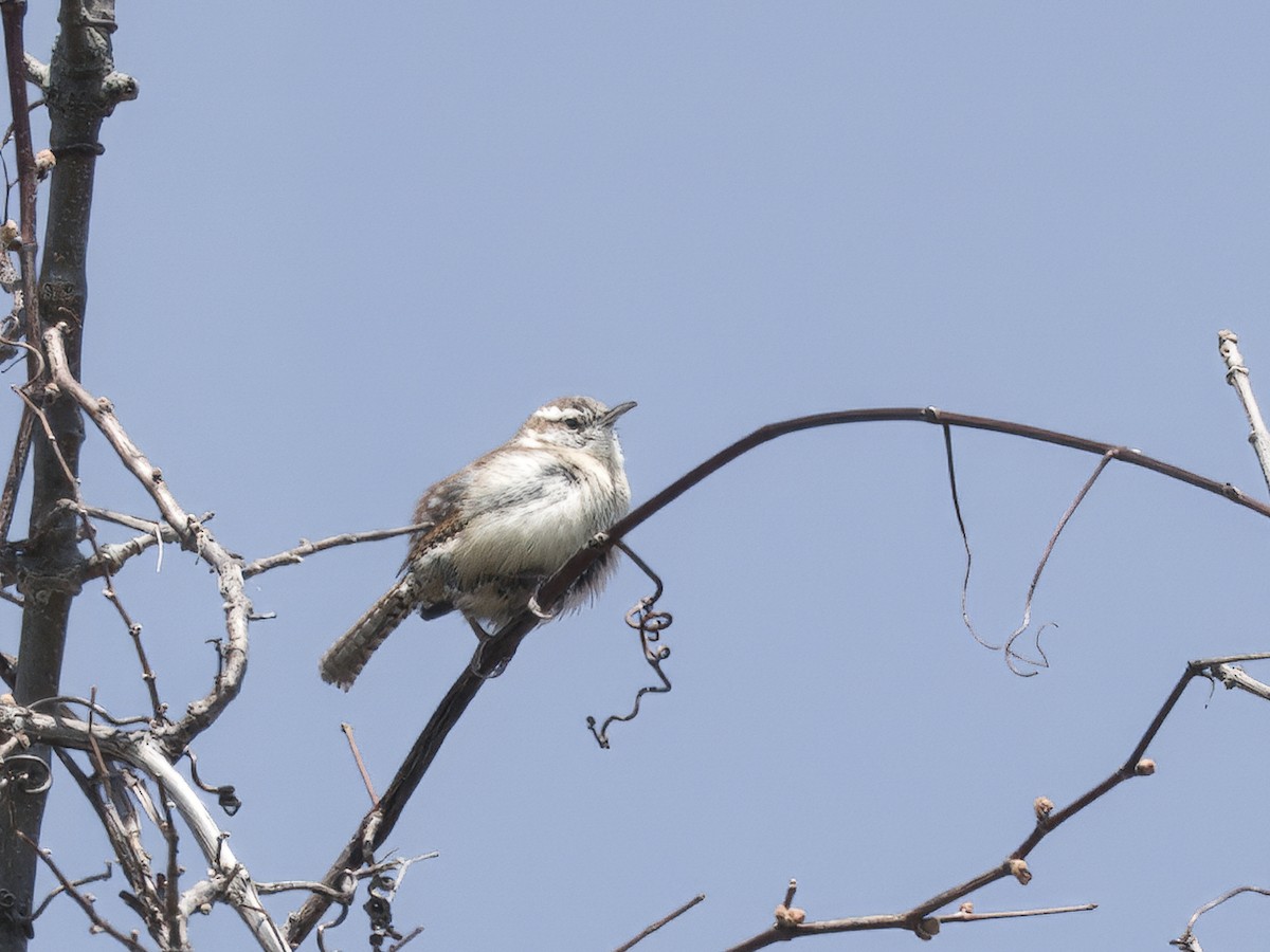 Carolina Wren - ML638558466