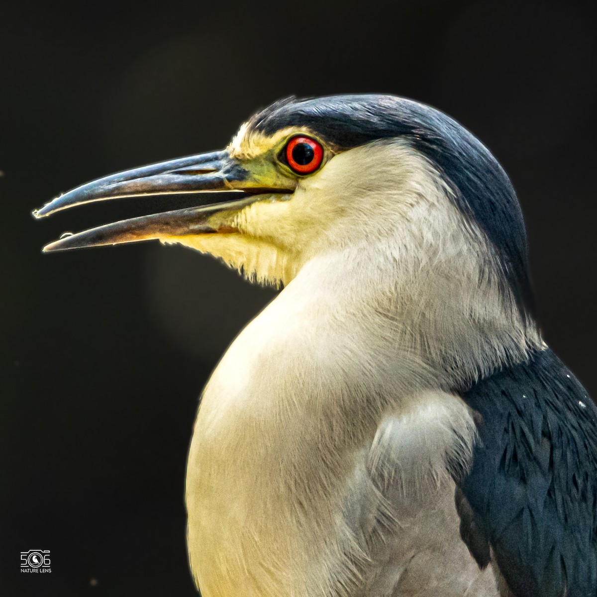 Black-crowned Night Heron - ML638558472