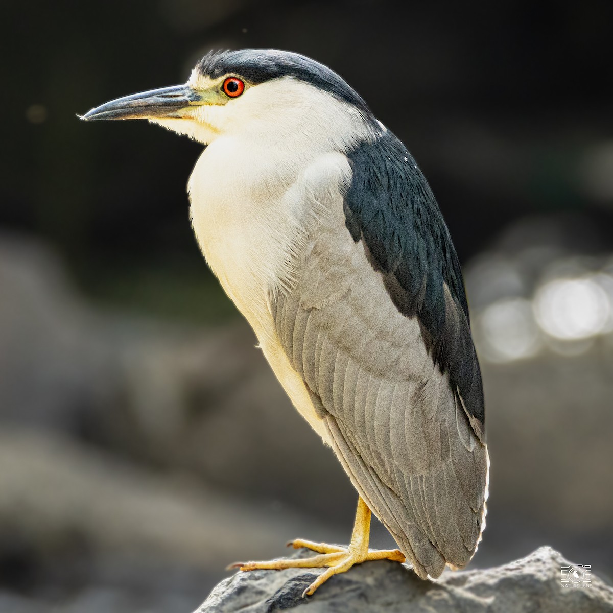 Black-crowned Night Heron - ML638558473
