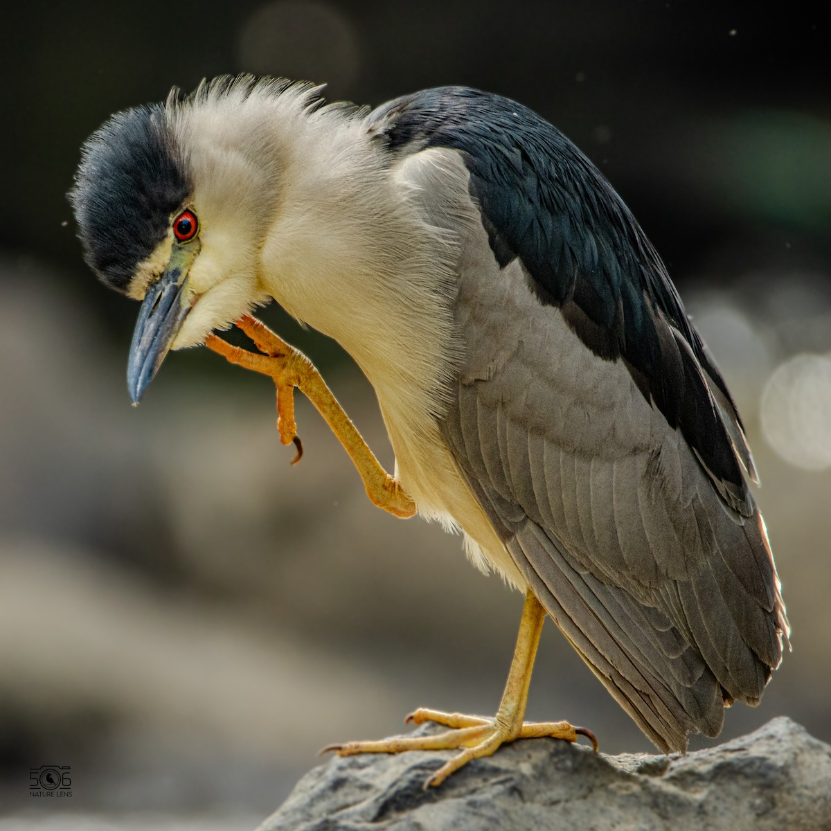Black-crowned Night Heron - ML638558474