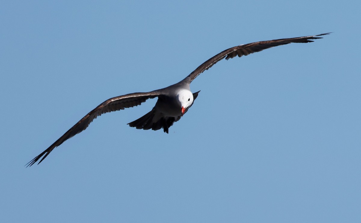 Heermann's Gull - ML638558476
